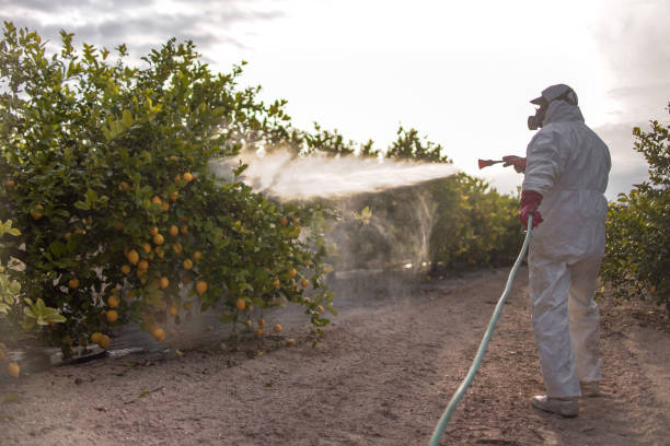 Best Ant Control Services  in Hampton Manor, NY