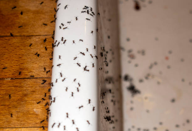 Professional Pest Control in Hampton Manor, NY