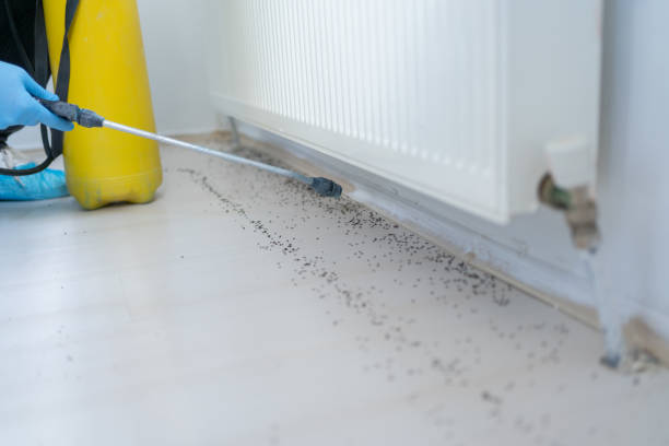 Best Spider Control Near Me  in Hampton Manor, NY