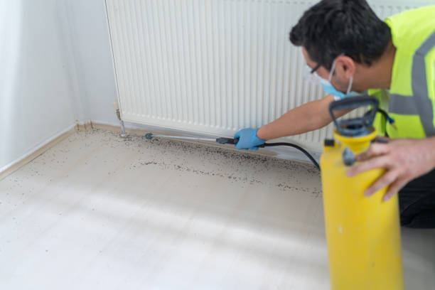 Flea Control Services in Hampton Manor, NY