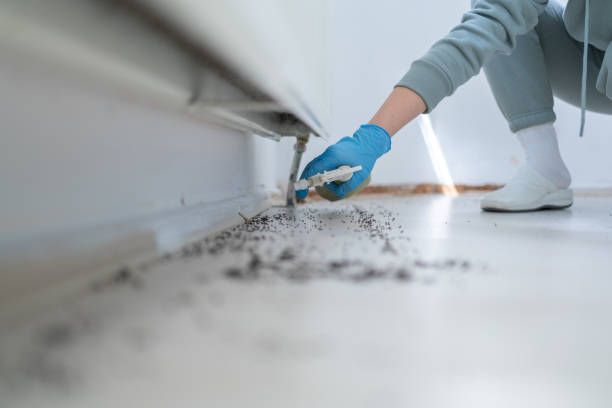 Best Local Pest Control Services  in Hampton Manor, NY